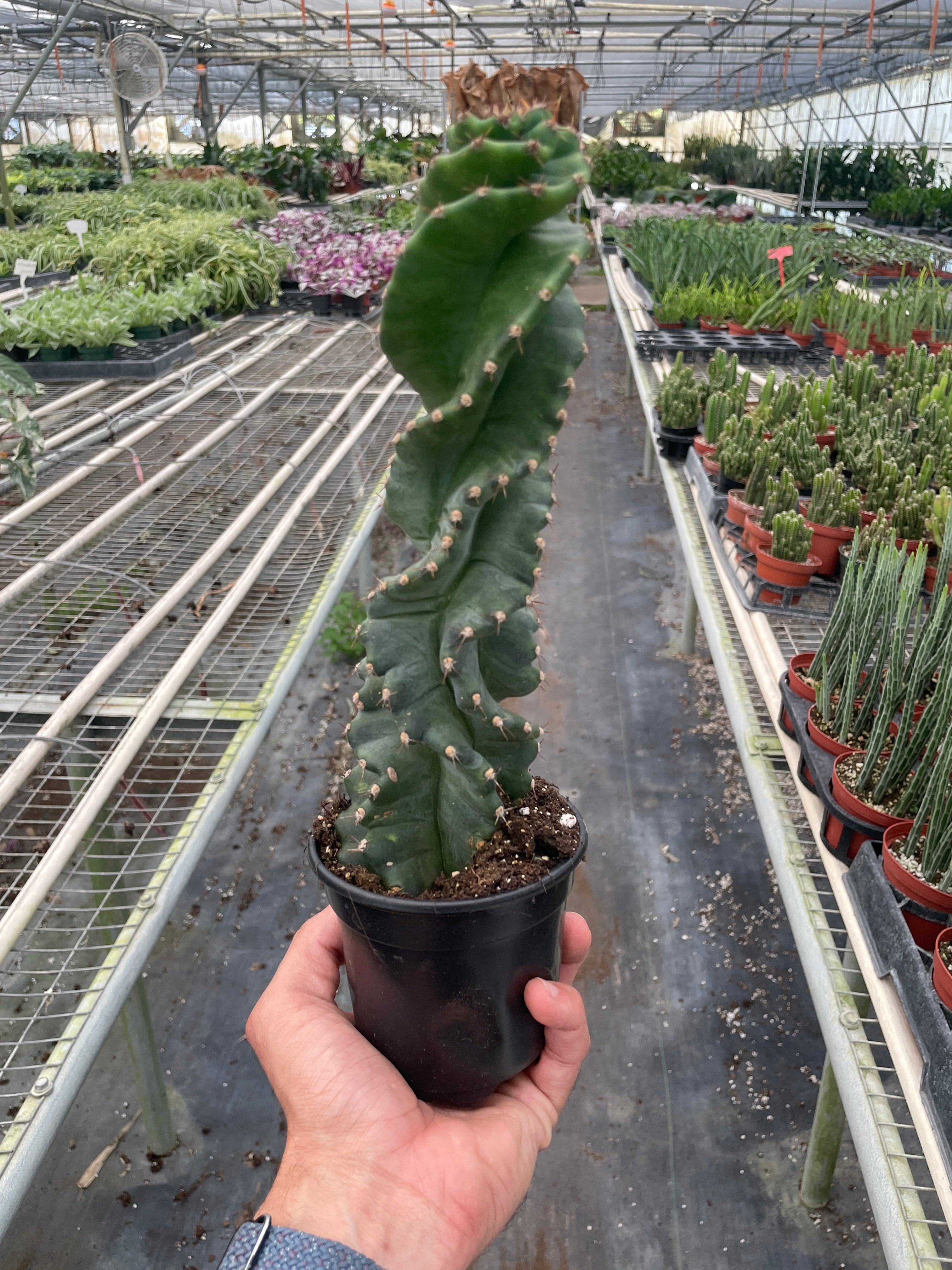 Cereus forbesii 'Spiralis' - Holiday Corner