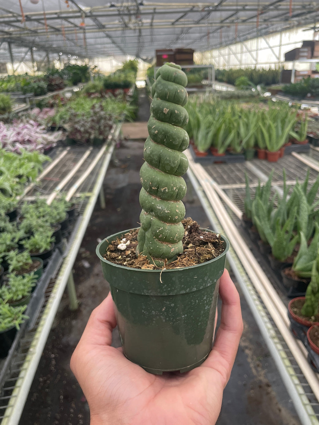 Succulent Unicorn Cactus - Holiday Corner