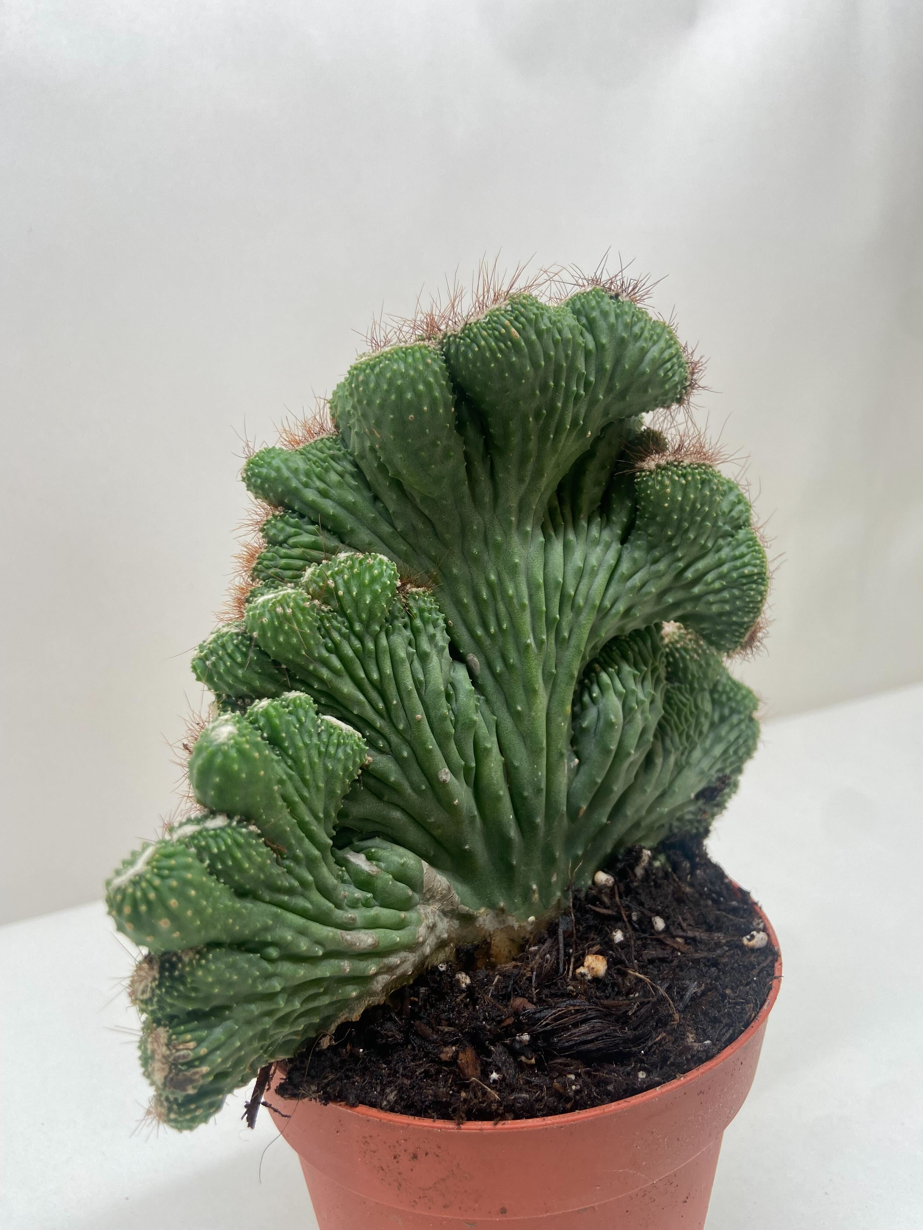 Succulent Cereus Coral Green - Holiday Corner