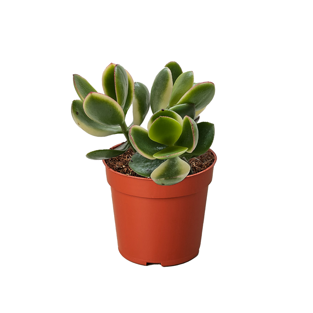 Succulent Crassula Jade Variegated - Holiday Corner