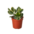 Succulent Crassula Jade Variegated - Holiday Corner
