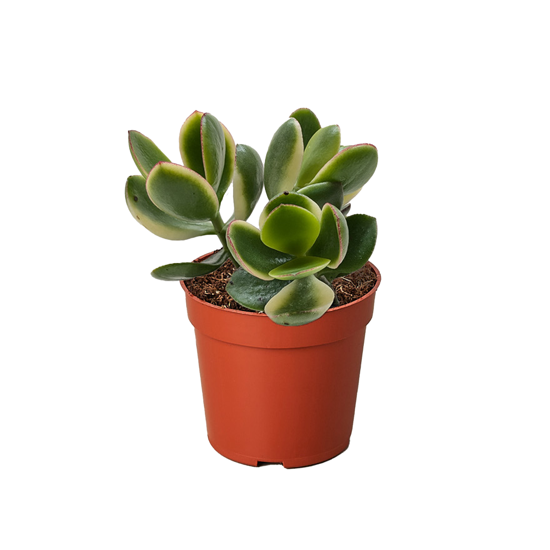 Succulent Crassula Jade Variegated - Holiday Corner