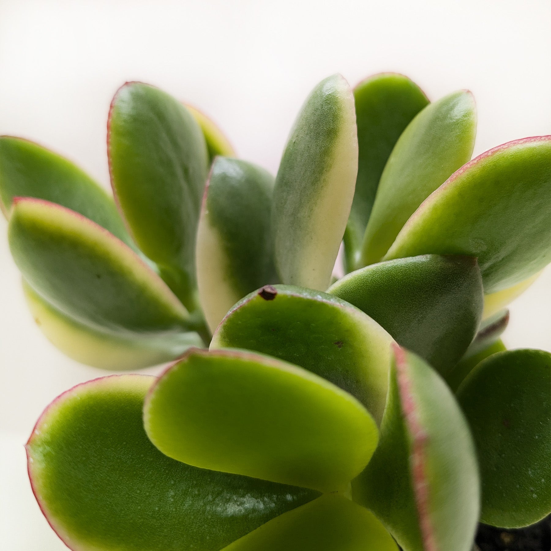 Succulent Crassula Jade Variegated - Holiday Corner