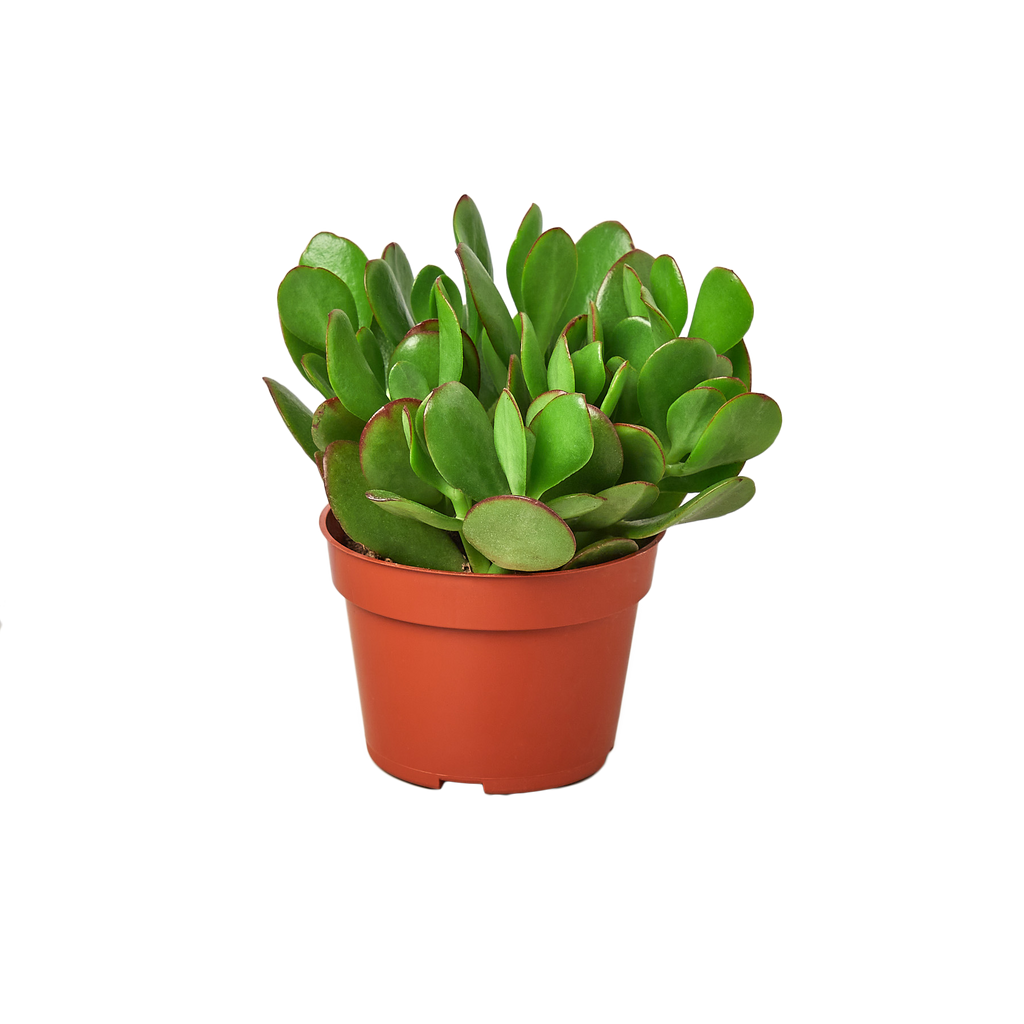 1 Succulent Monthly Subscription Box - Holiday Corner