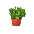 1 Succulent Monthly Subscription Box - Holiday Corner