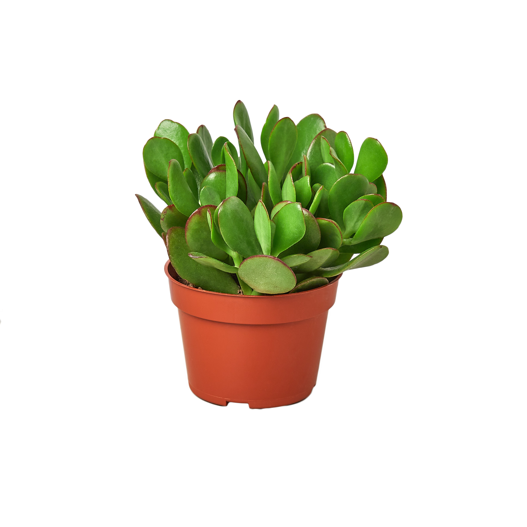 1 Succulent Monthly Subscription Box - Holiday Corner