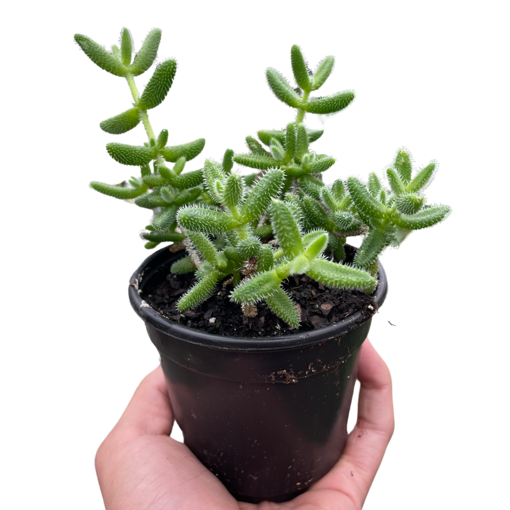 Delosperma echinatum 'Pickle Plant' - Holiday Corner