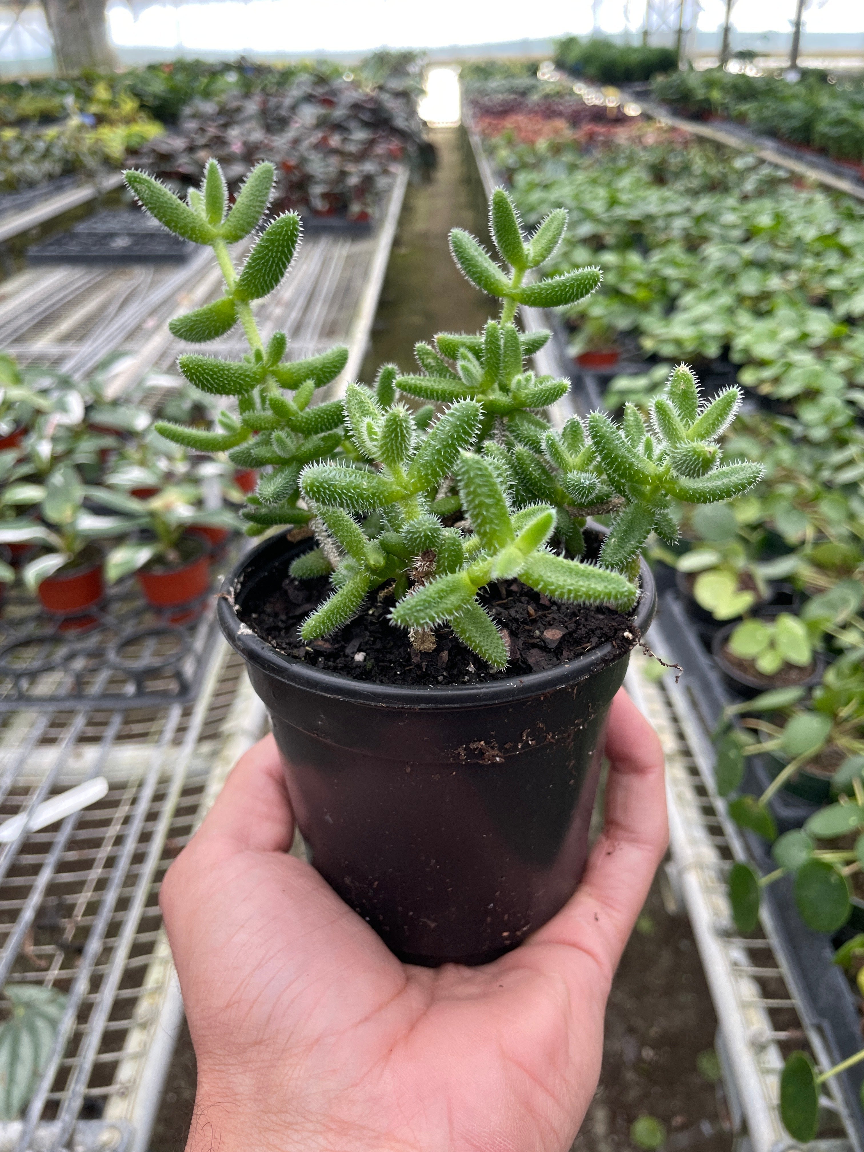 Delosperma echinatum 'Pickle Plant' - Holiday Corner