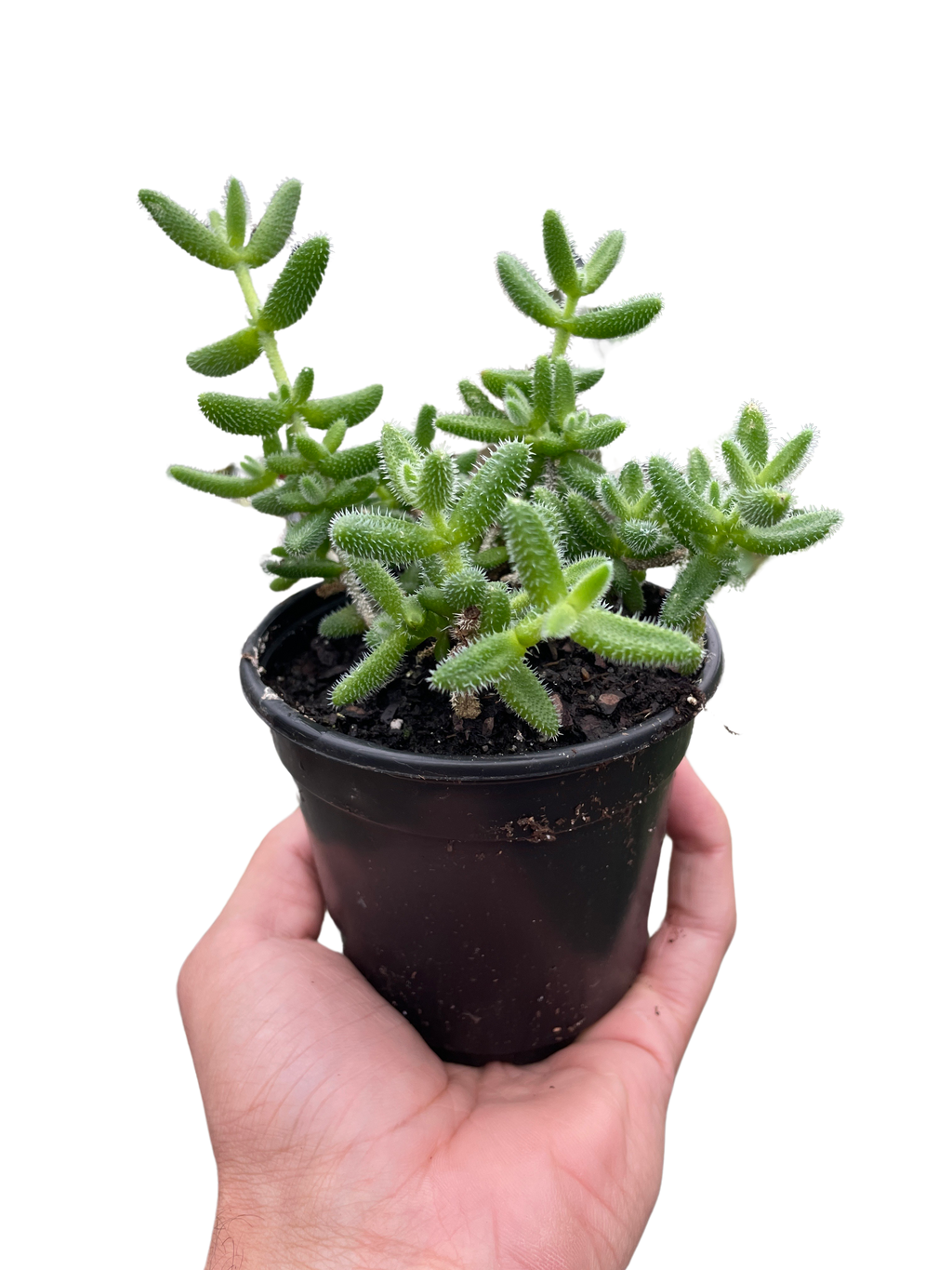 Delosperma echinatum 'Pickle Plant' - Holiday Corner