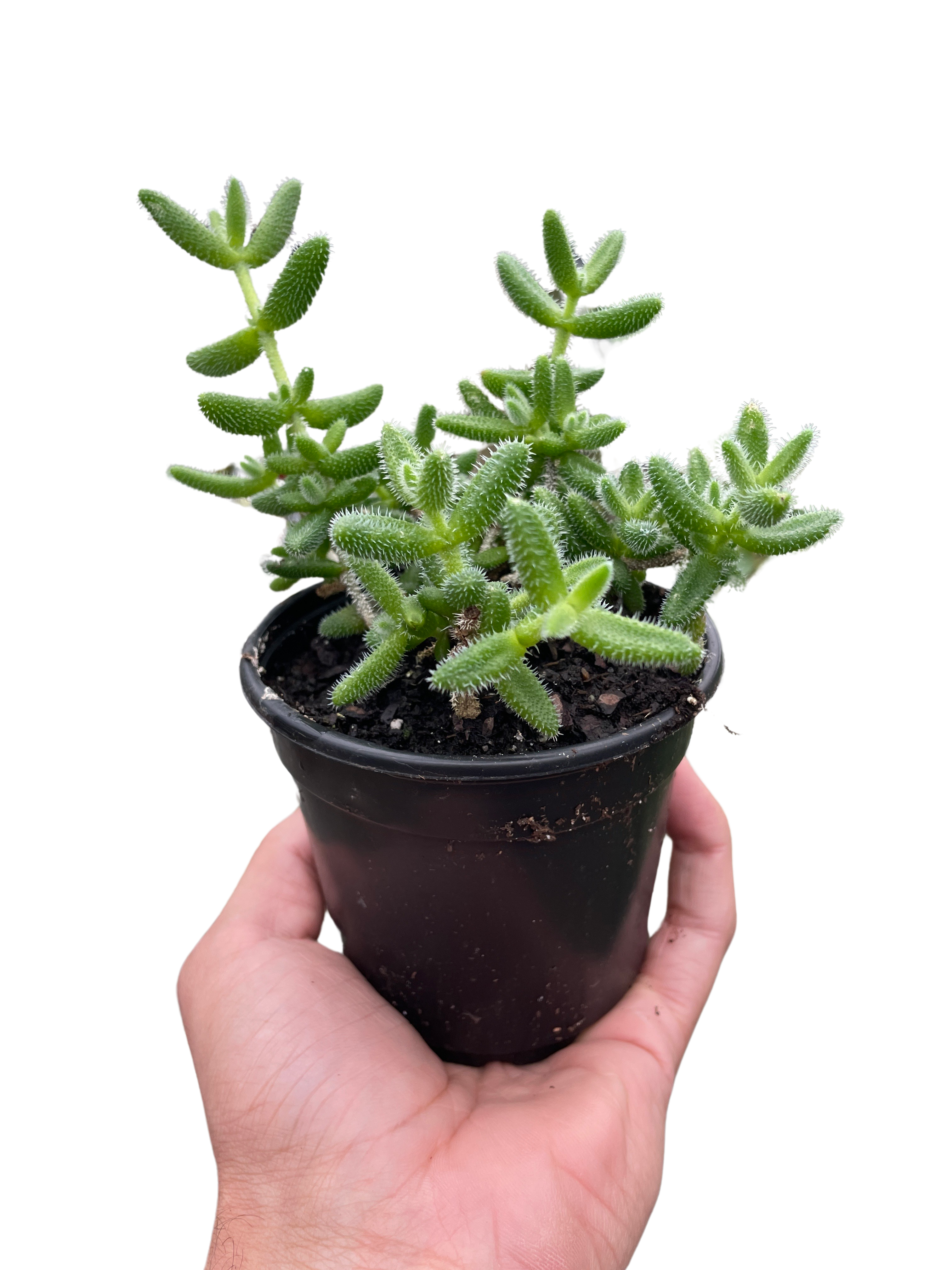 Delosperma echinatum 'Pickle Plant' - Holiday Corner