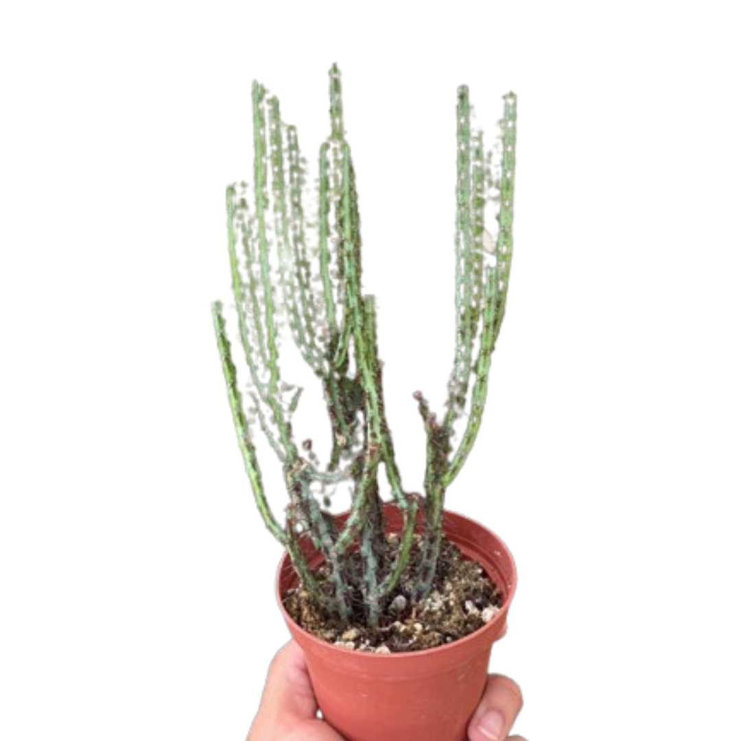 Succulent Euphorbia Aeruginosa - Holiday Corner