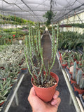 Succulent Euphorbia Aeruginosa - Holiday Corner