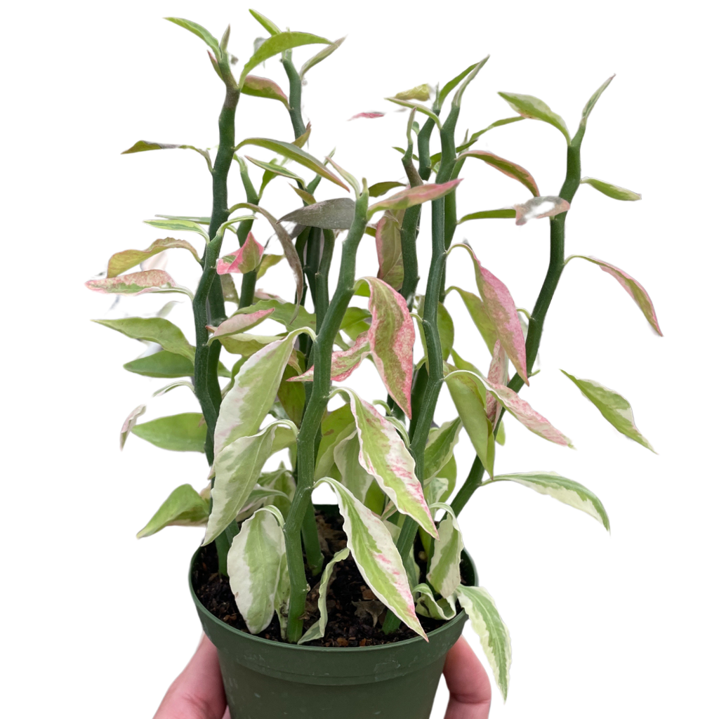 Variegated Devil's Backbone Euphorbia - Holiday Corner