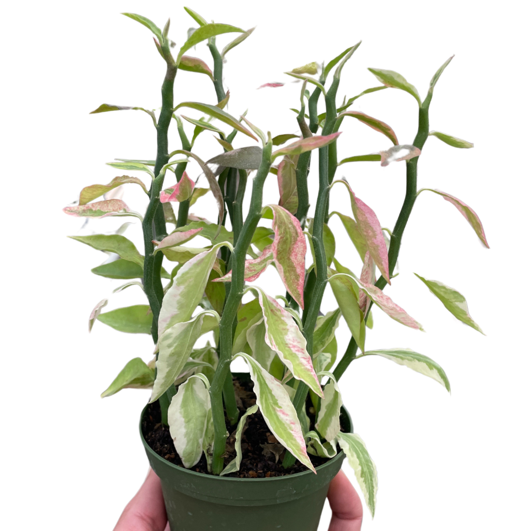 Variegated Devil's Backbone Euphorbia - Holiday Corner