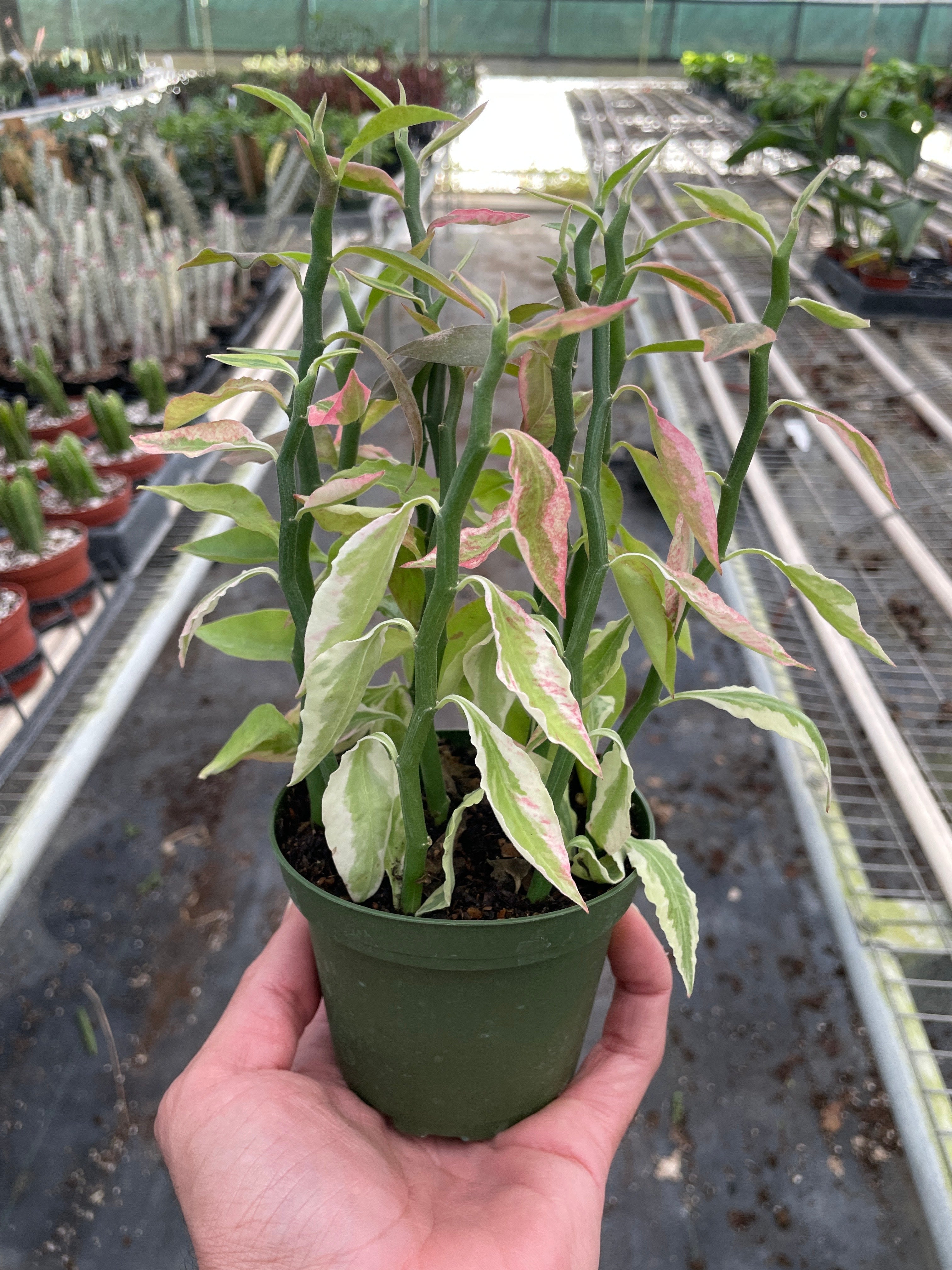 Variegated Devil's Backbone Euphorbia - Holiday Corner