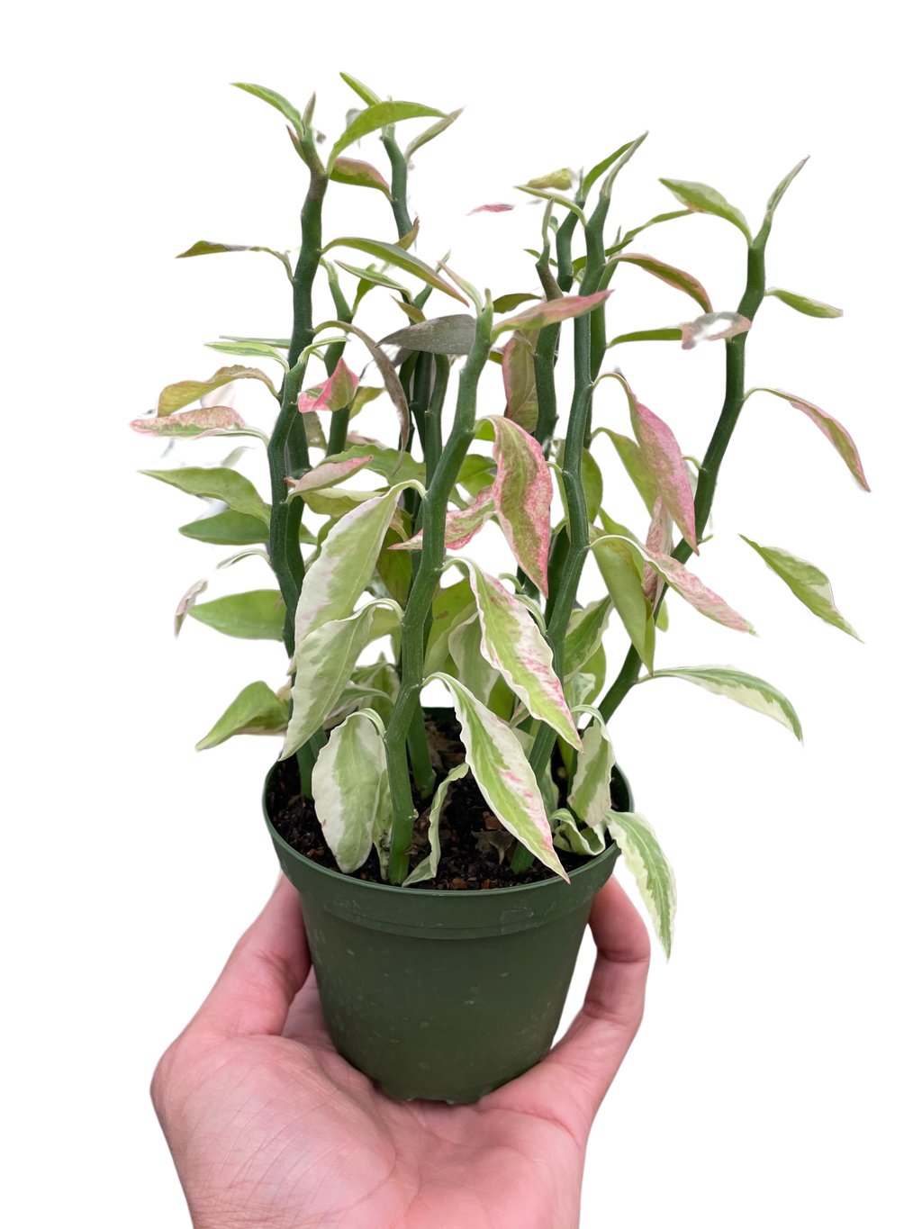 Variegated Devil's Backbone Euphorbia - Holiday Corner