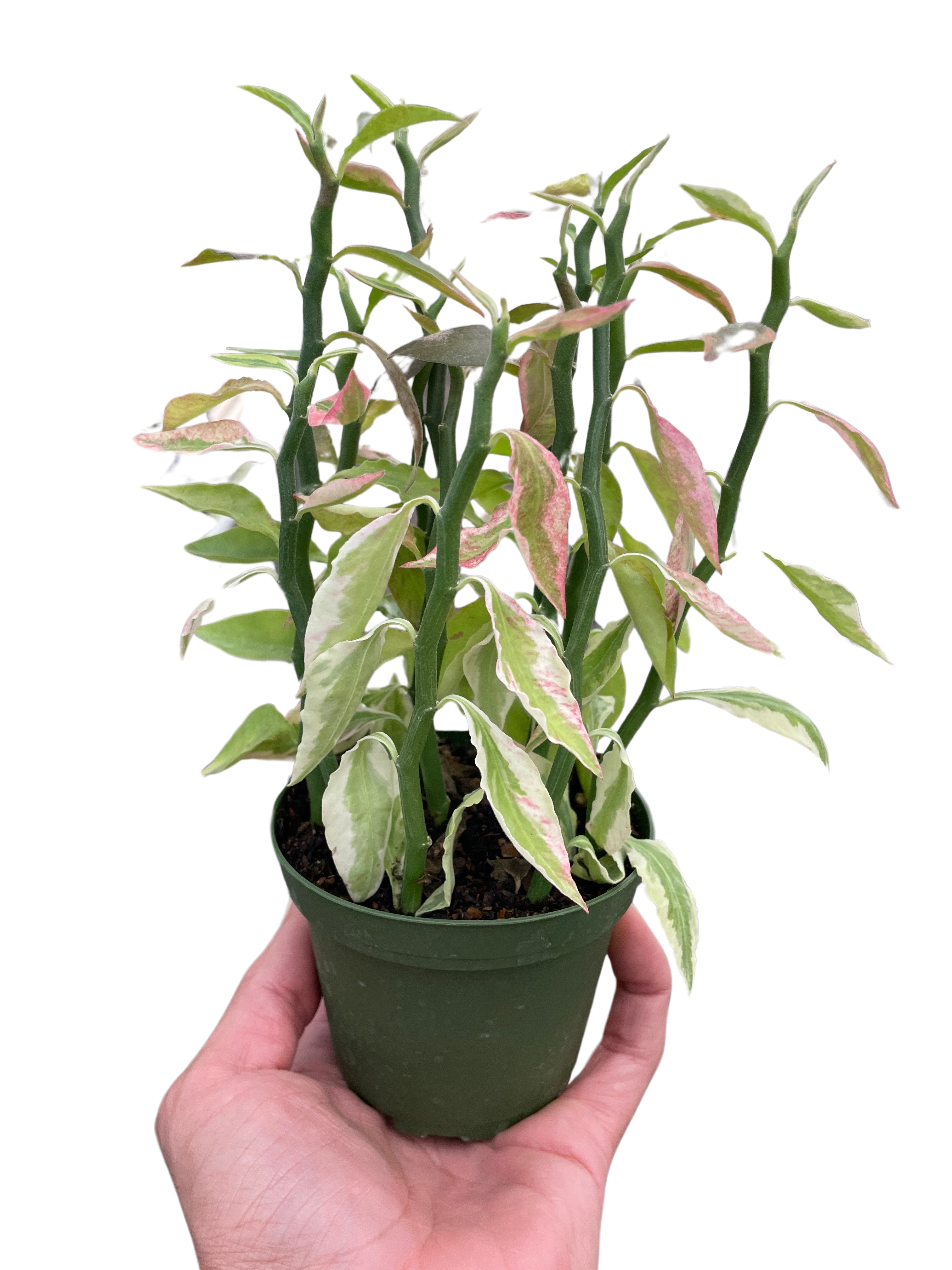 Variegated Devil's Backbone Euphorbia - Holiday Corner