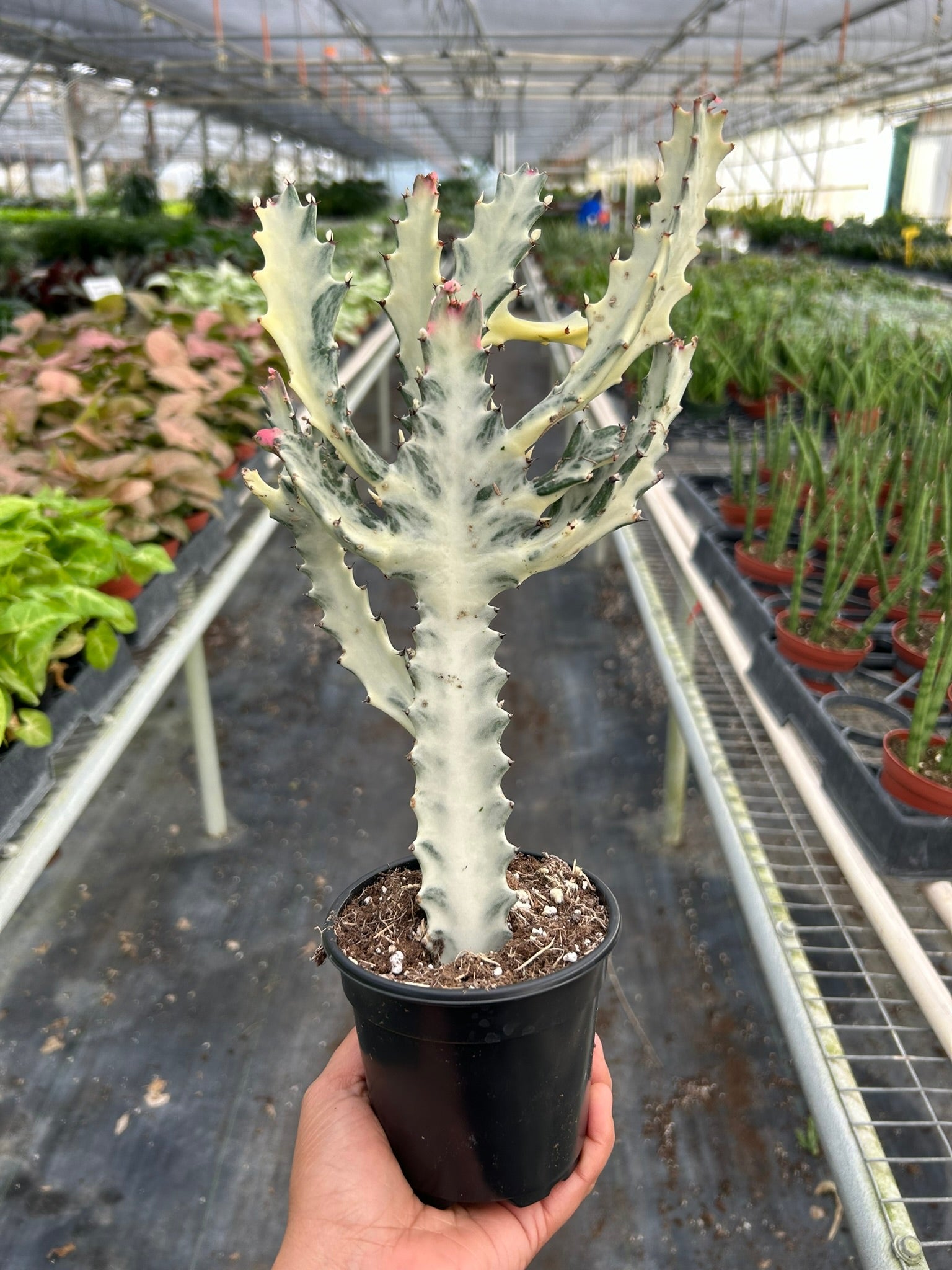 Succulent Euphorbia 'Dragon Bone' - Holiday Corner