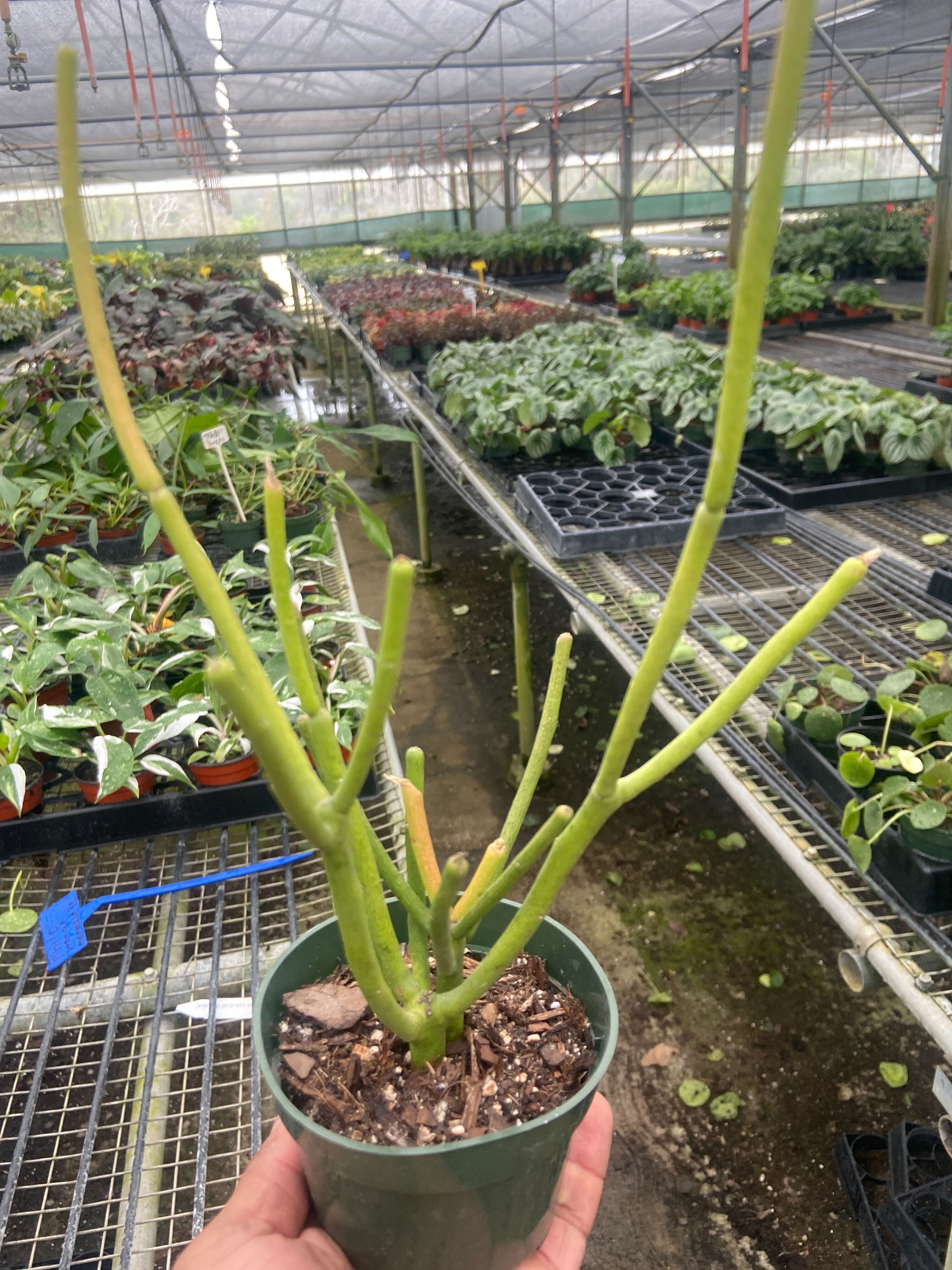 EUPHORBIA 'PENCIL CACTUS' - Holiday Corner