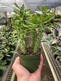 Euphorbia 'Sausage Spurge' - Holiday Corner