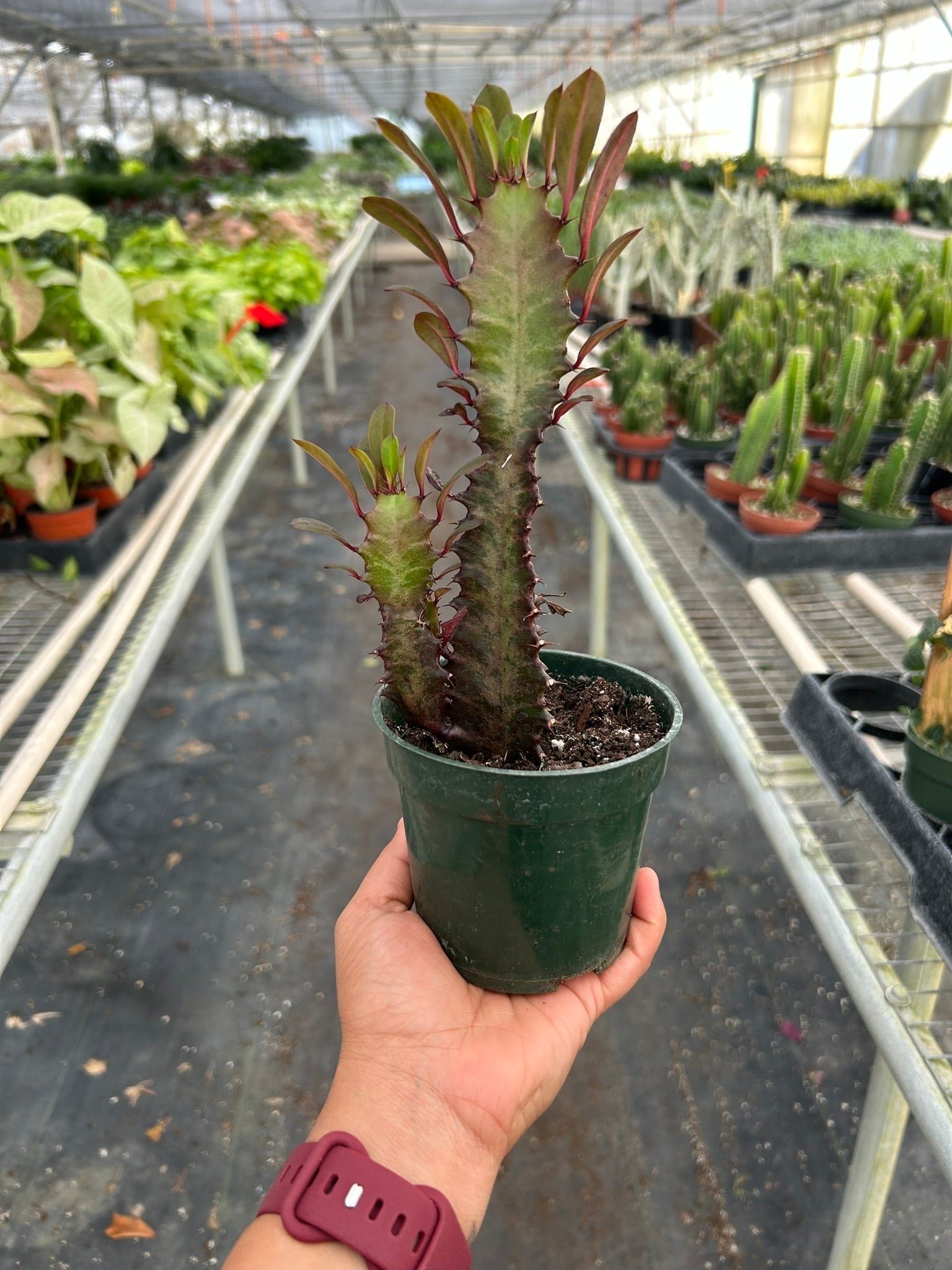 Succulent Euphorbia 'Trigona Rubra' - Holiday Corner
