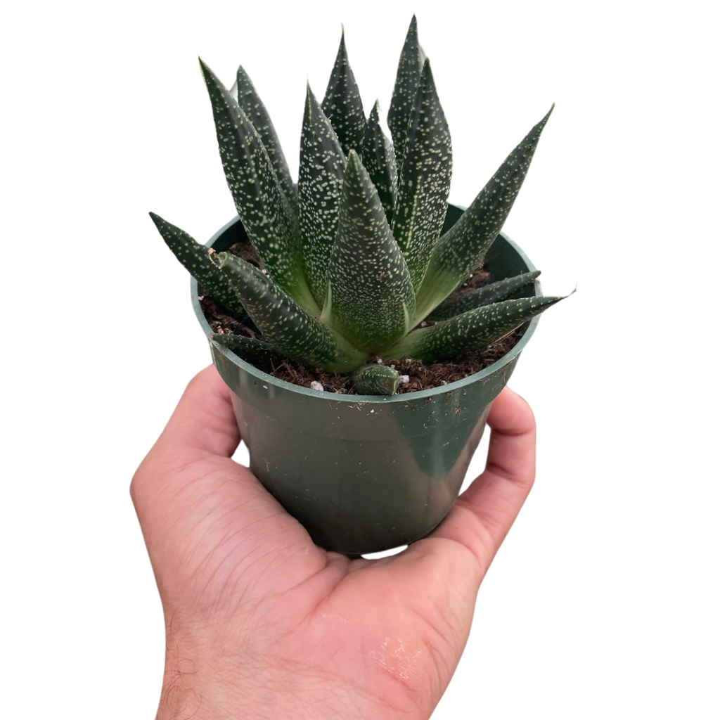 Succulent Gasteria Durban - Holiday Corner