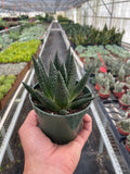 Succulent Gasteria Durban - Holiday Corner