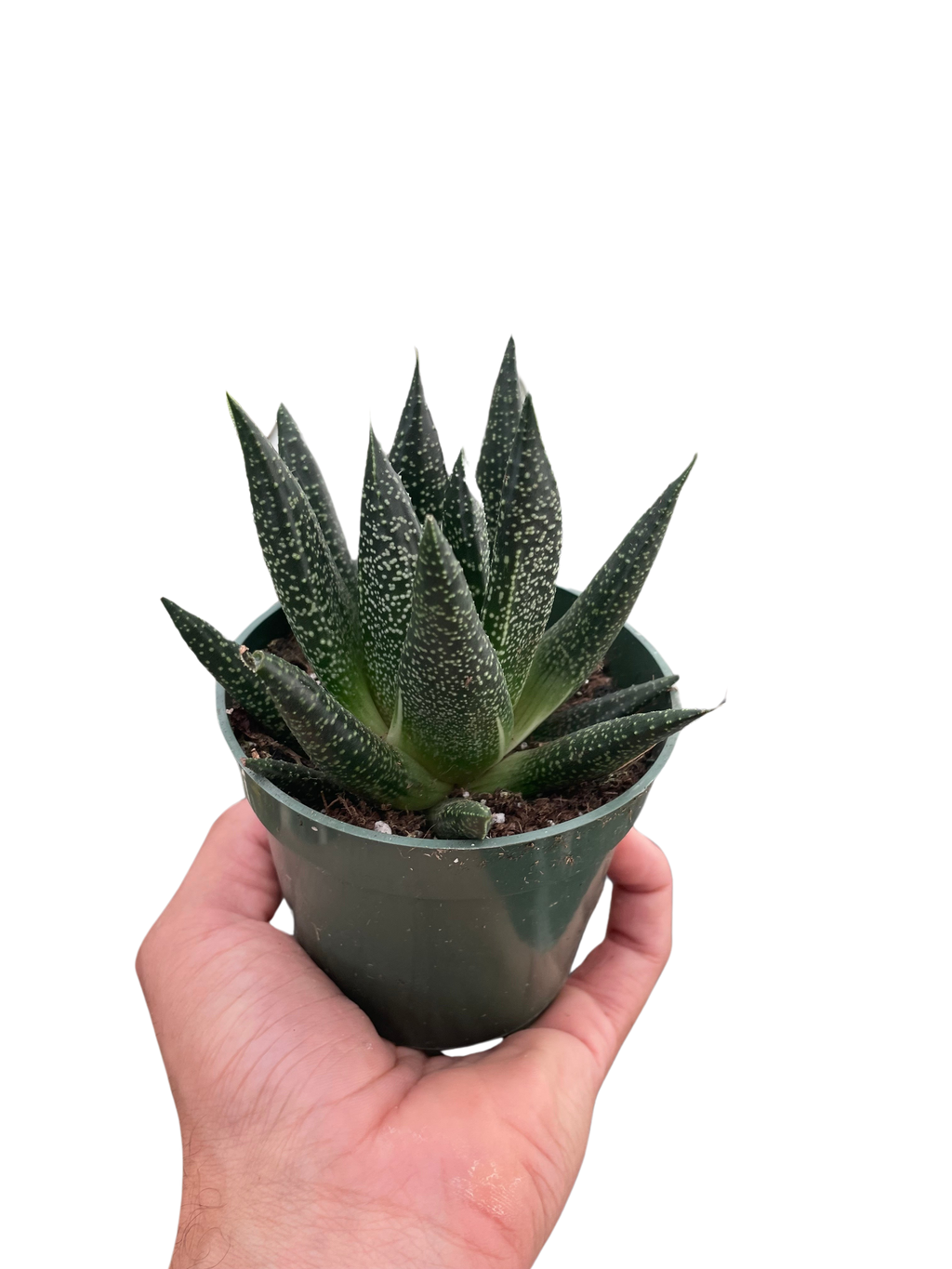 Succulent Gasteria Durban - Holiday Corner