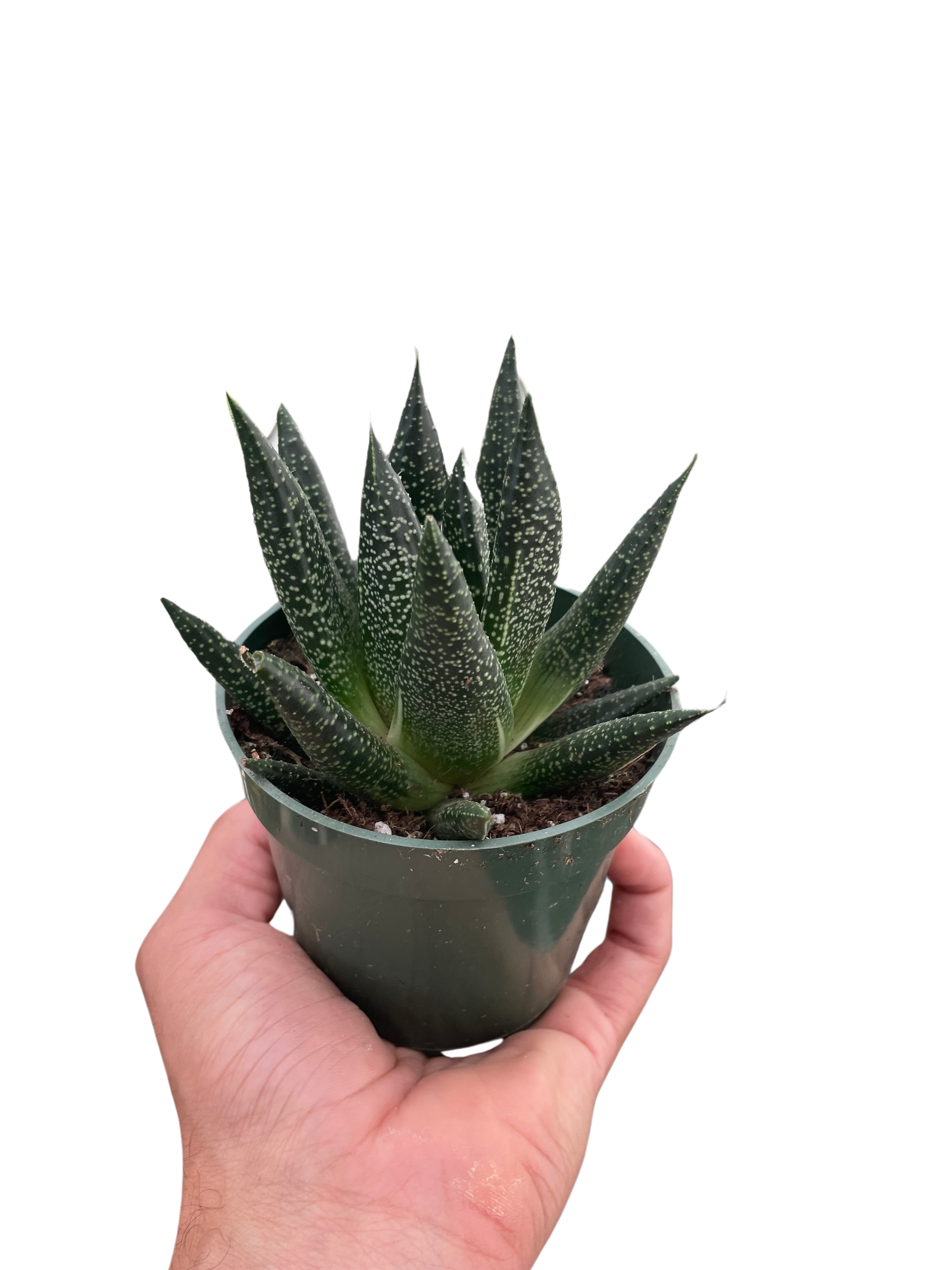 Succulent Gasteria Durban - Holiday Corner