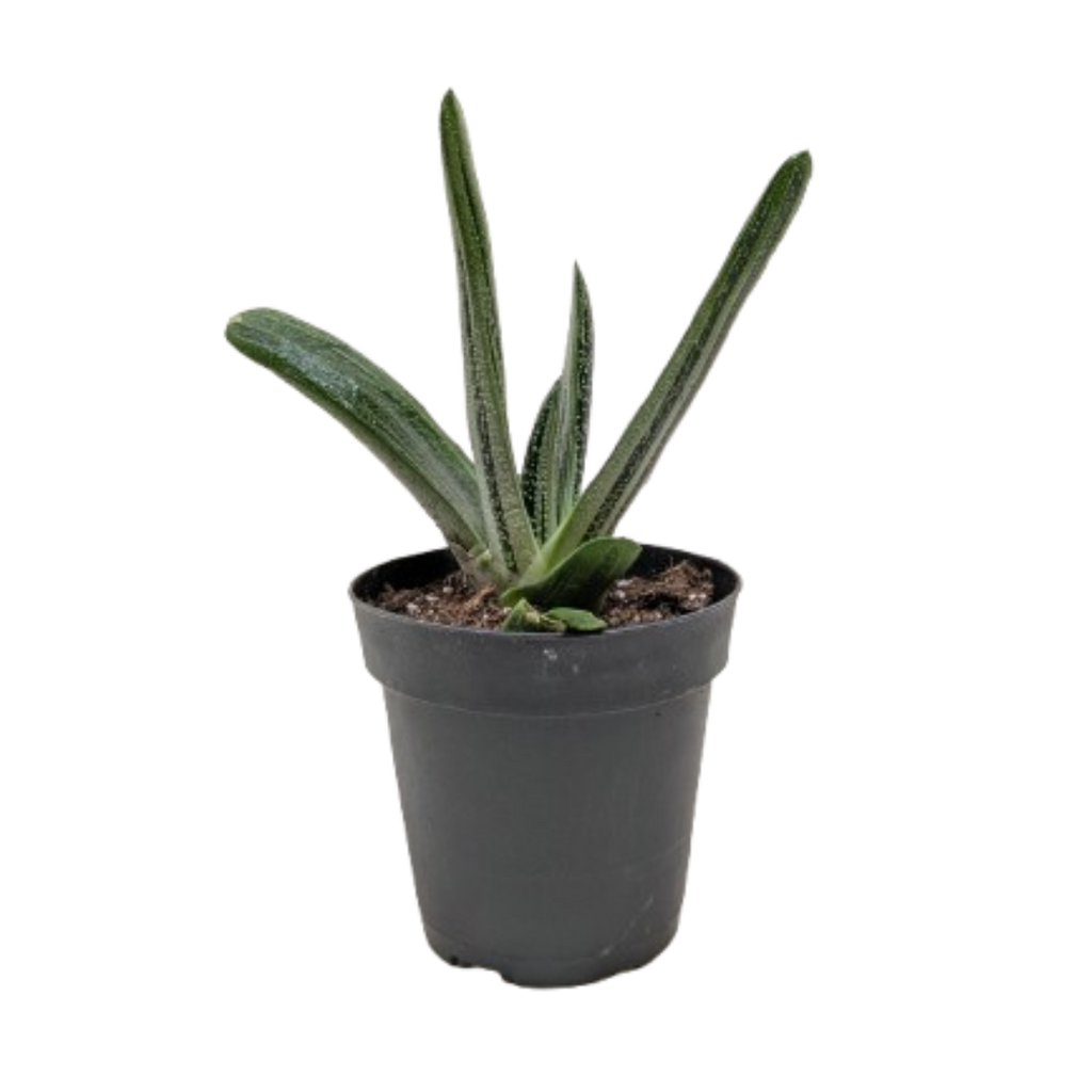 Succulent Gasteria Little Warty - Holiday Corner