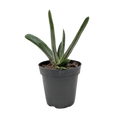 Succulent Gasteria Little Warty - Holiday Corner