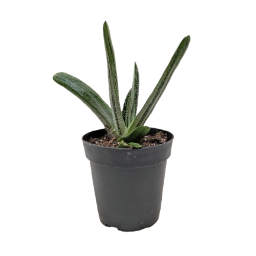 Succulent Gasteria Little Warty - Holiday Corner