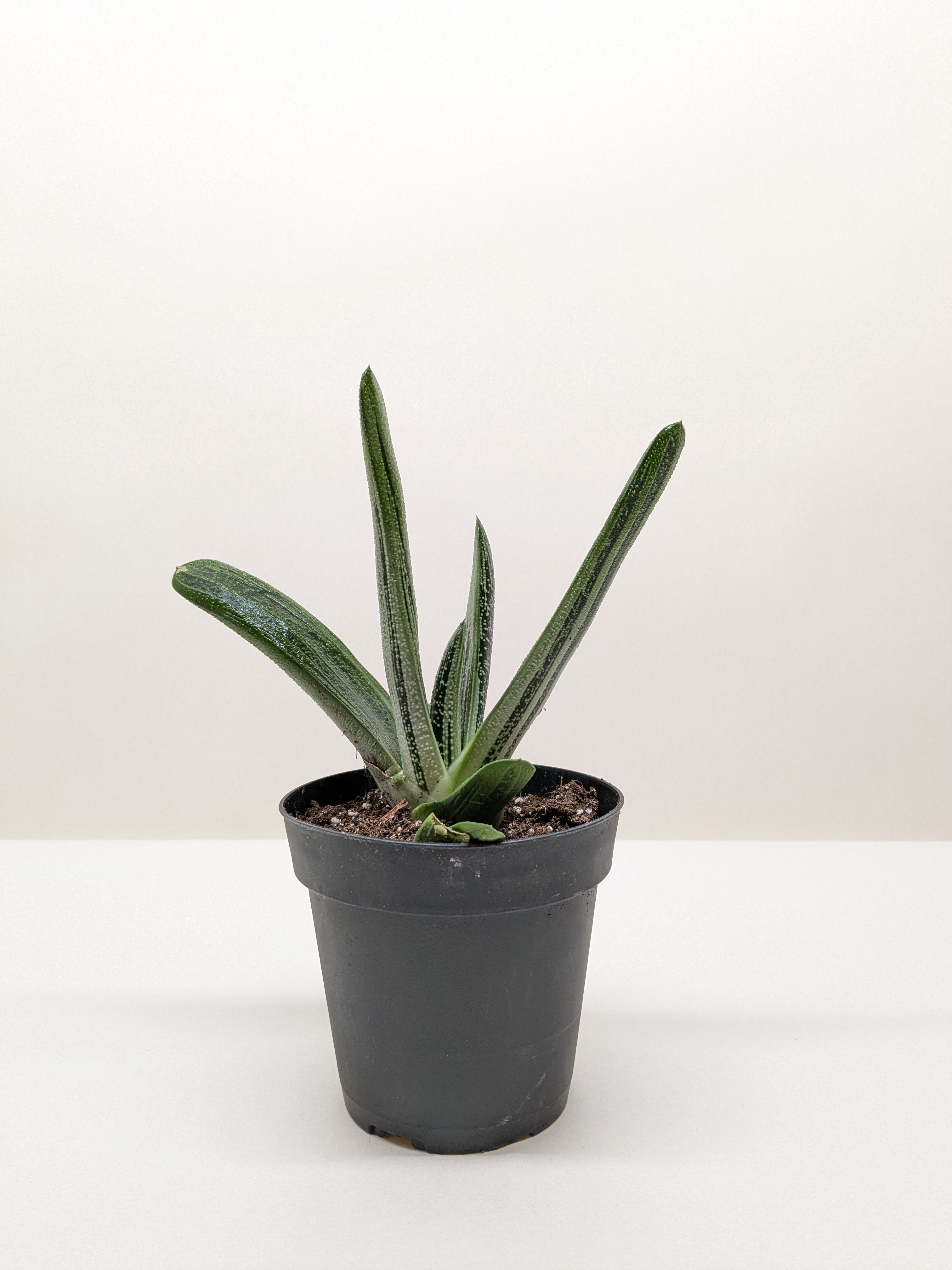Succulent Gasteria Little Warty - Holiday Corner