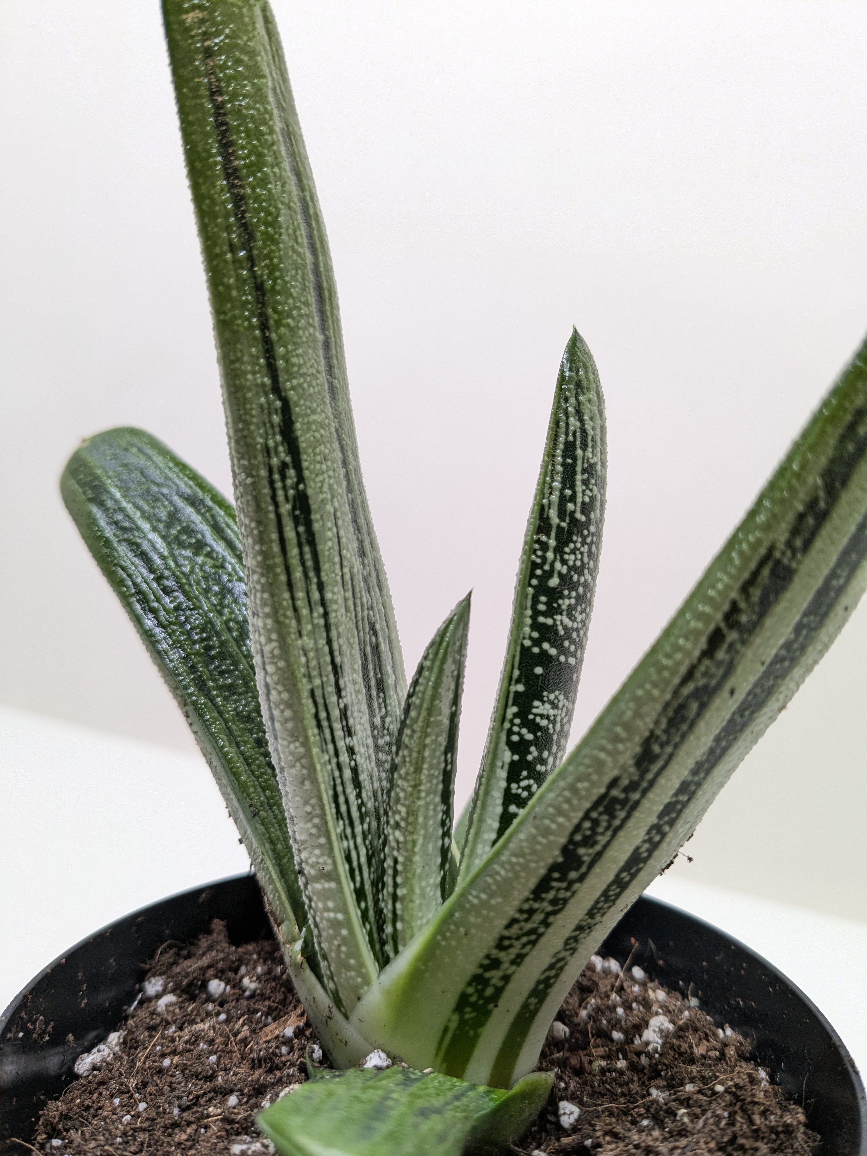 Succulent Gasteria Little Warty - Holiday Corner
