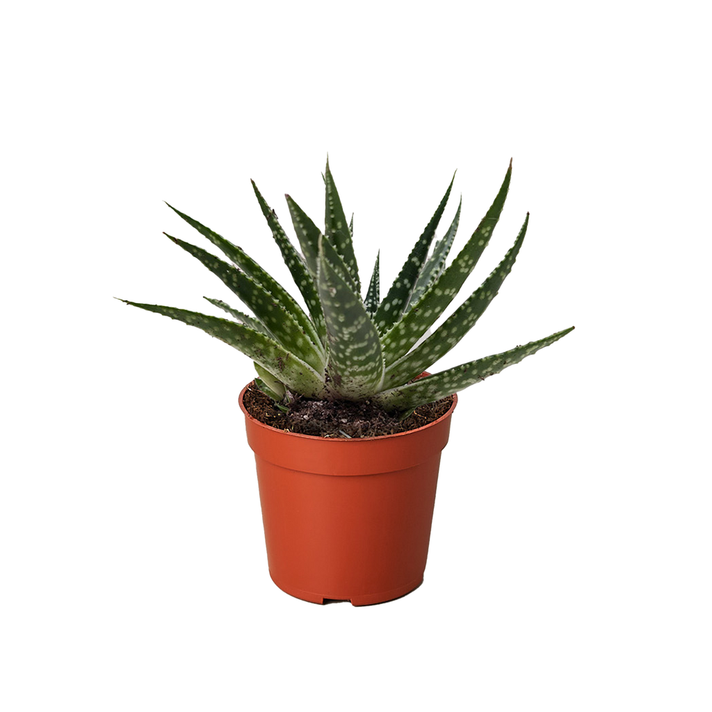 Succulent Gasteria Zimflora - Holiday Corner