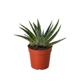 Succulent Gasteria Zimflora - Holiday Corner