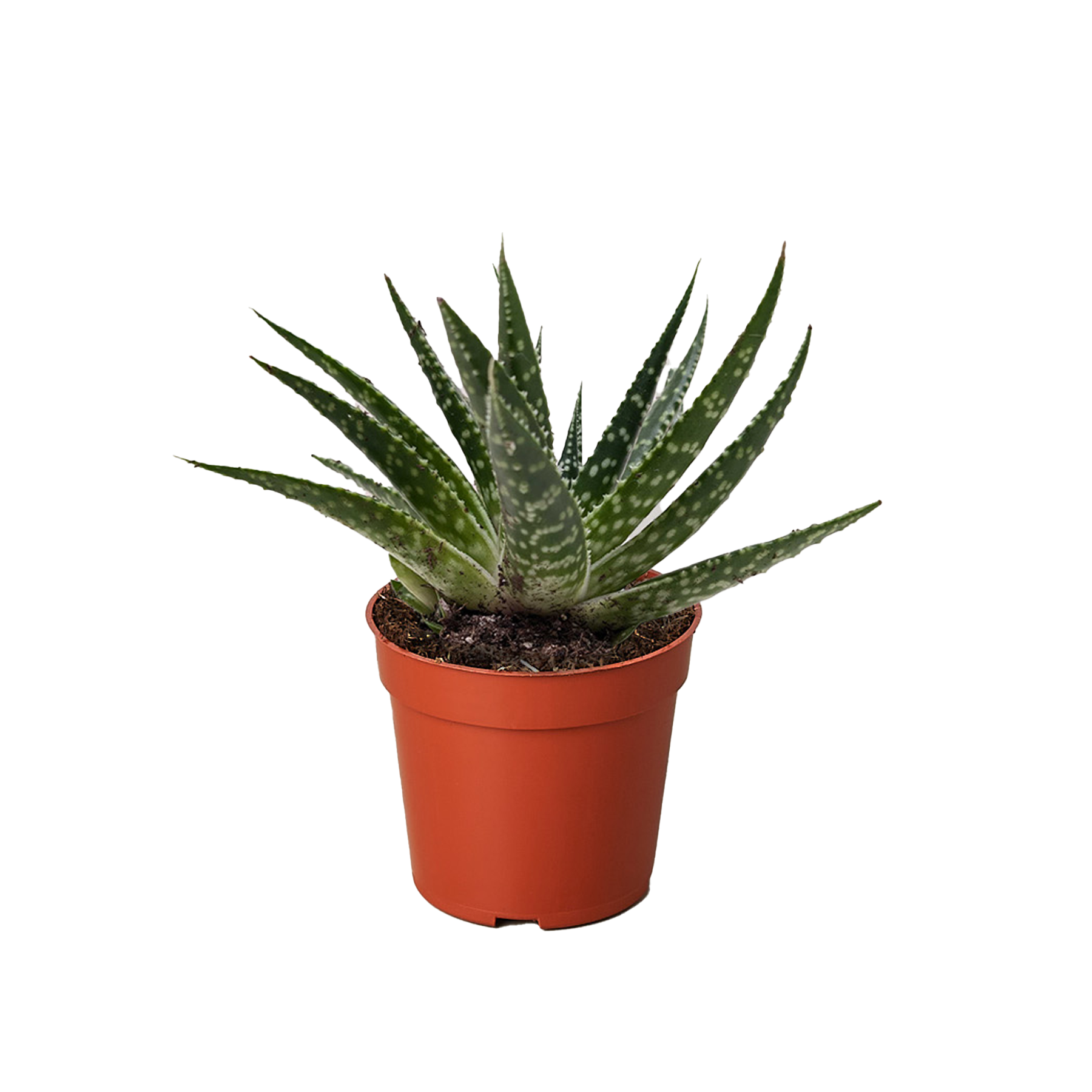 Succulent Gasteria Zimflora - Holiday Corner