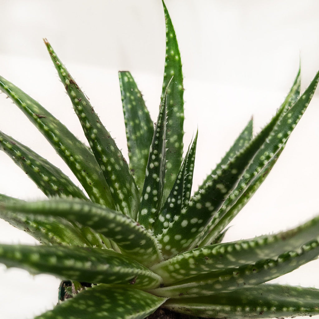Succulent Gasteria Zimflora - Holiday Corner