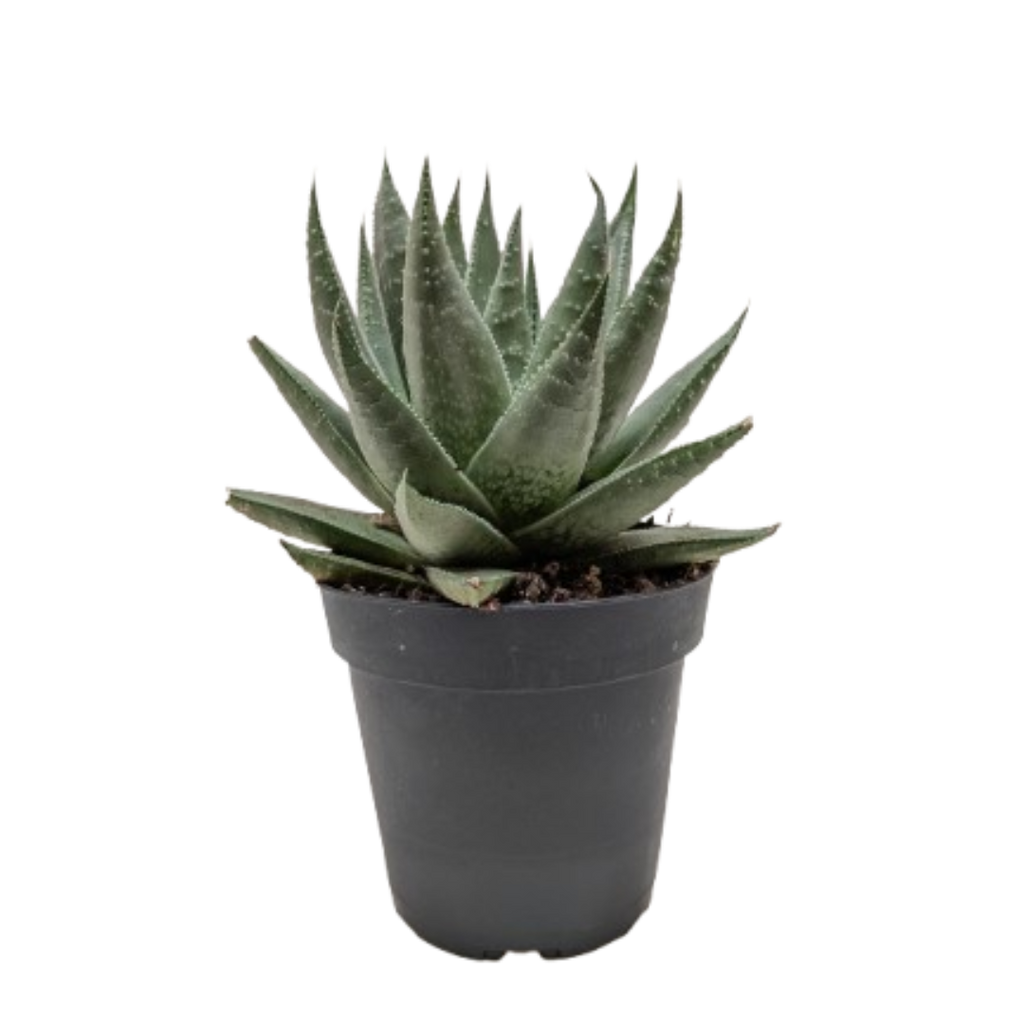 Succulent Haworthia Savanna - Holiday Corner