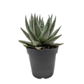 Succulent Haworthia Savanna - Holiday Corner