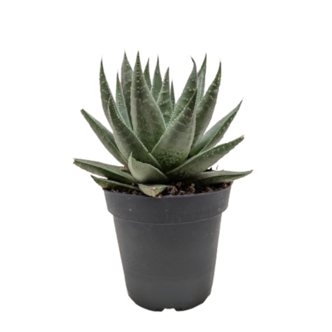 Succulent Haworthia Savanna - Holiday Corner