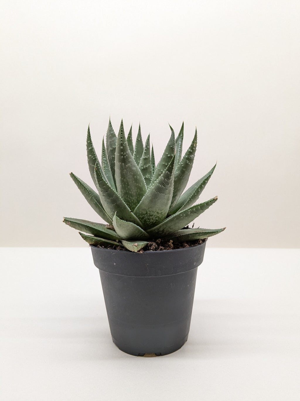 Succulent Haworthia Savanna - Holiday Corner