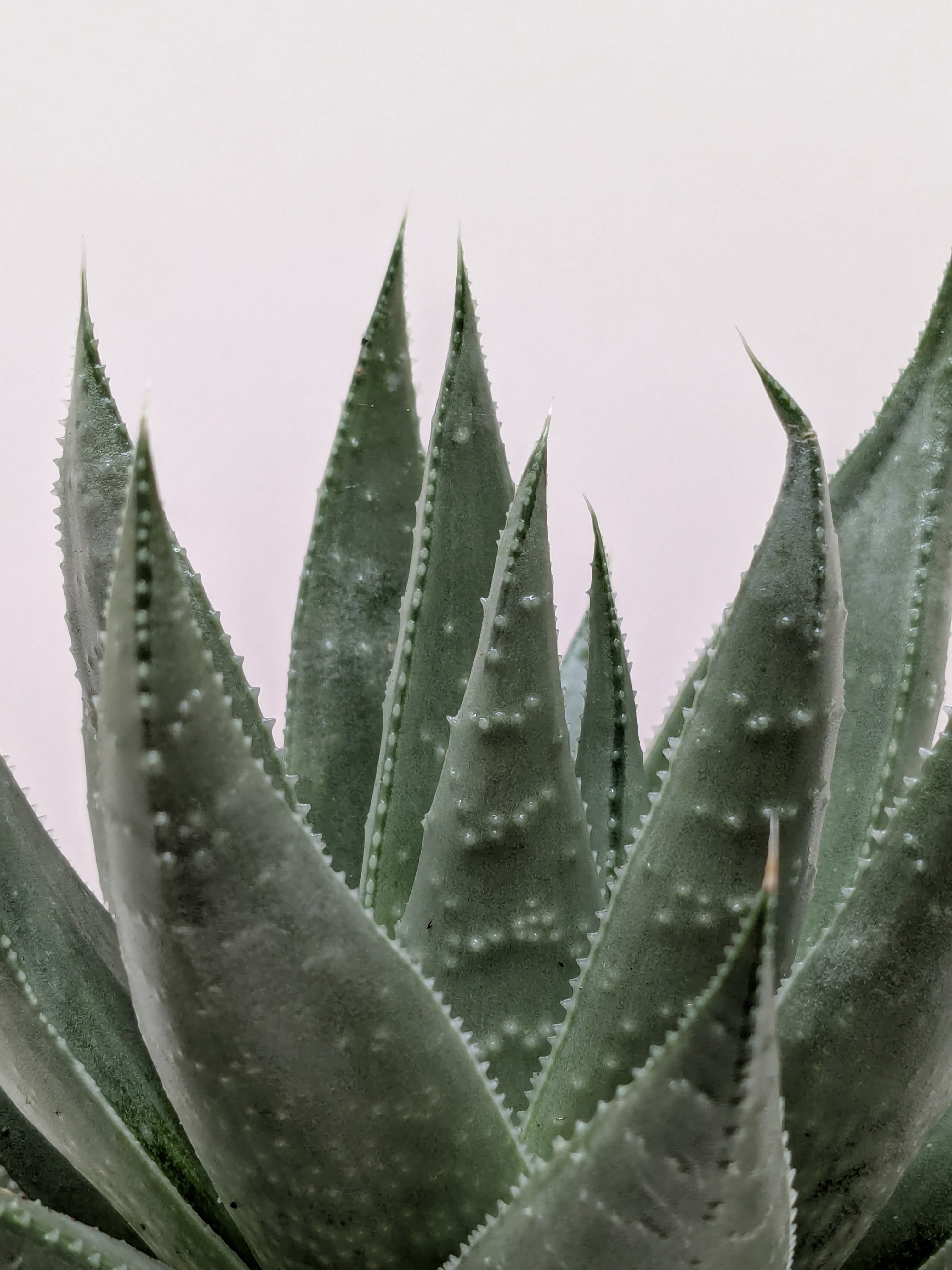 Succulent Haworthia Savanna - Holiday Corner
