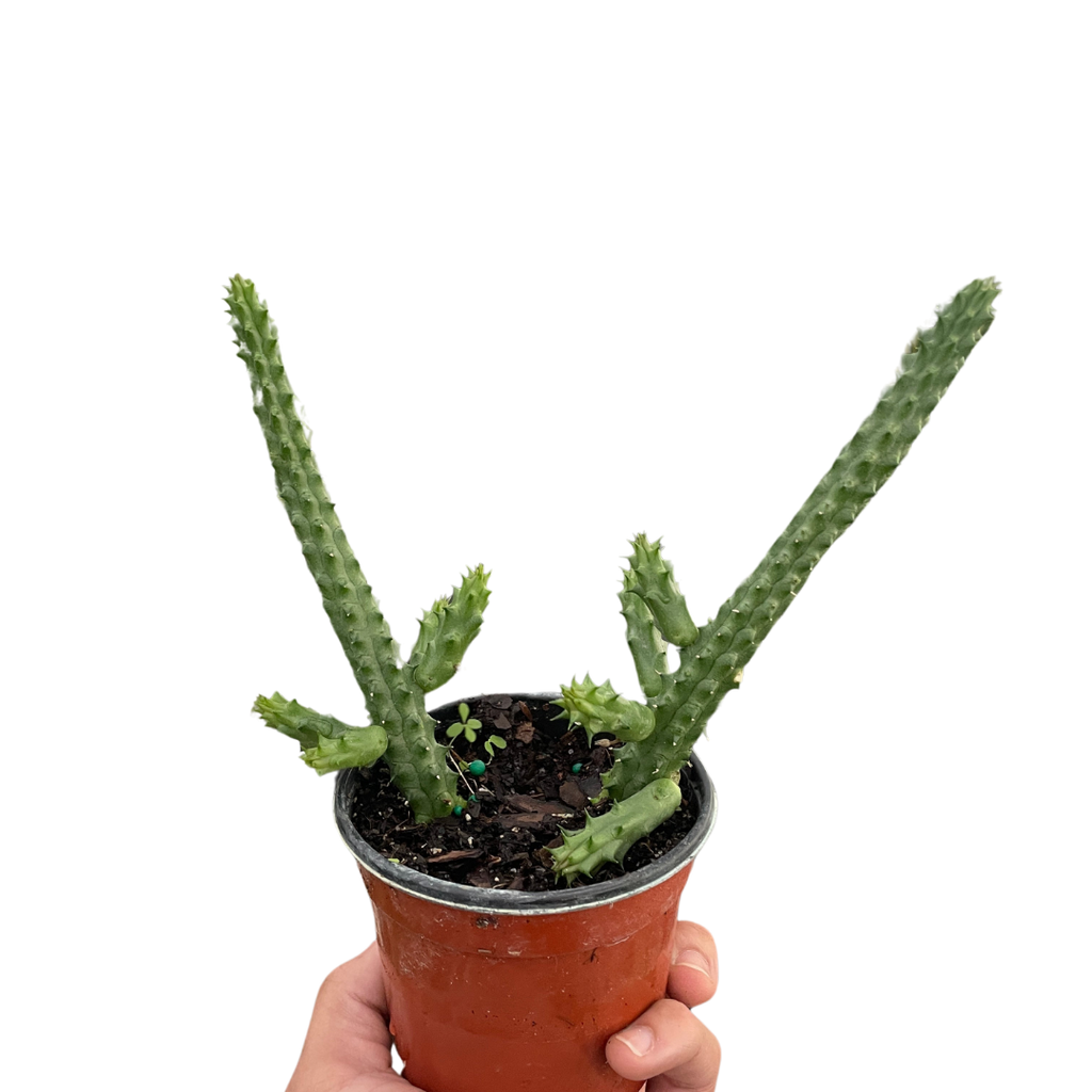 Red Dragon Flower (Huernia schneideriana) - Holiday Corner