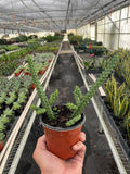 Red Dragon Flower (Huernia schneideriana) - Holiday Corner