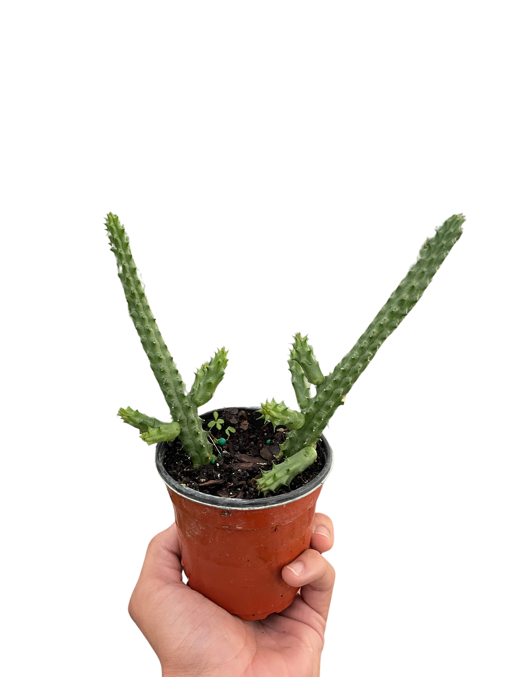 Red Dragon Flower (Huernia schneideriana) - Holiday Corner