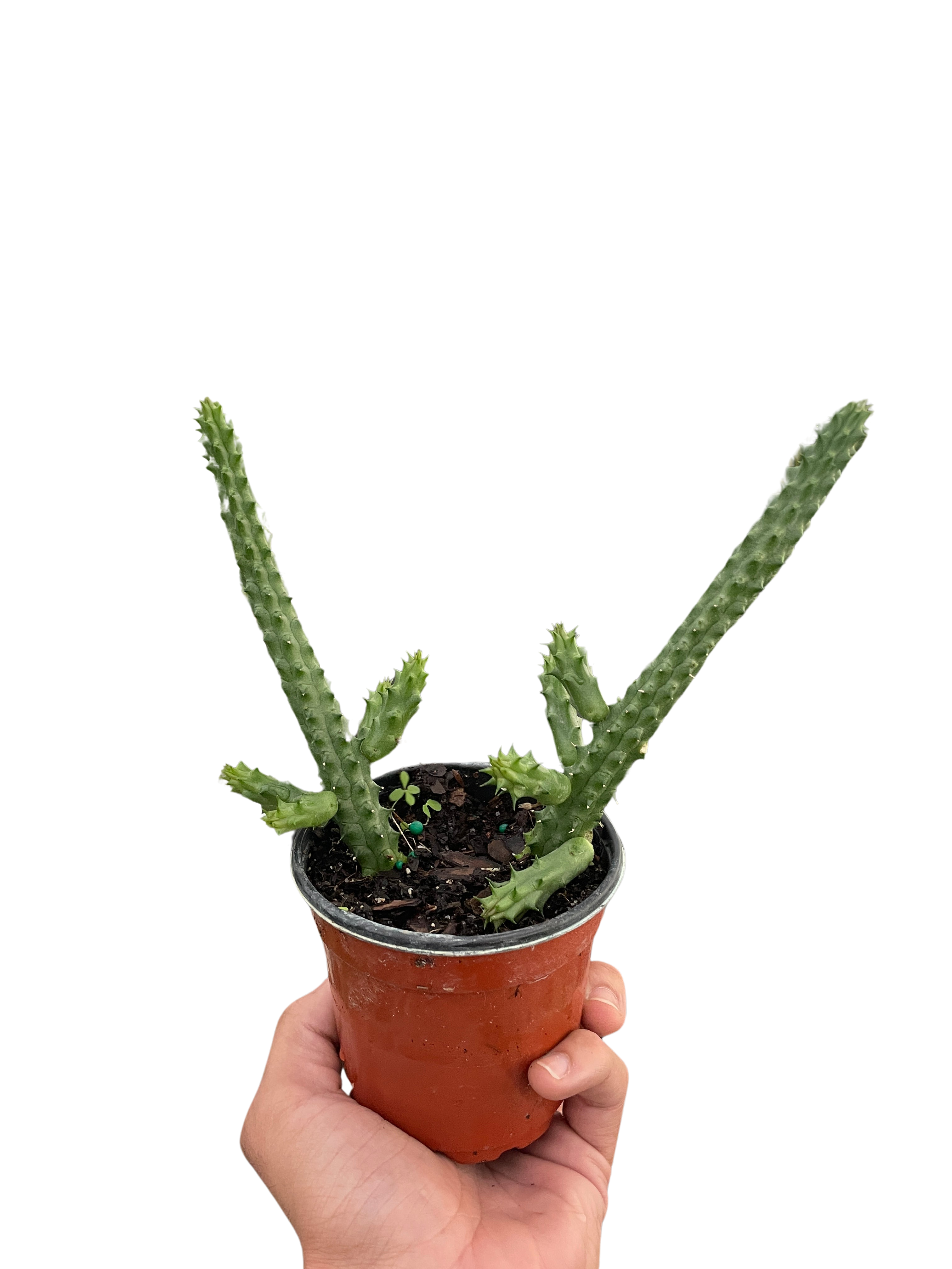 Red Dragon Flower (Huernia schneideriana) - Holiday Corner