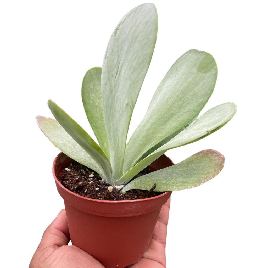 Succulent Kalanchoe 'Flap Jack' - Holiday Corner