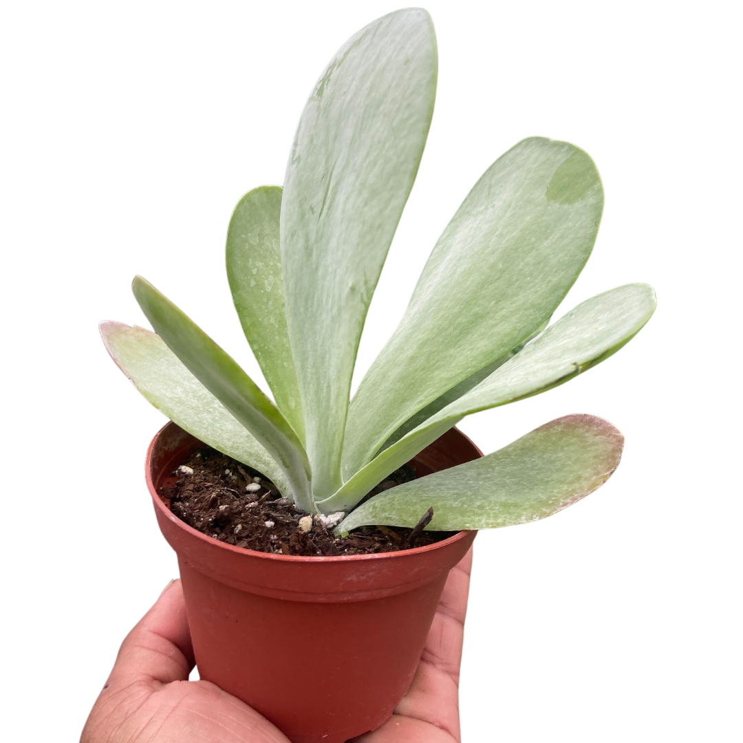 Succulent Kalanchoe 'Flap Jack' - Holiday Corner