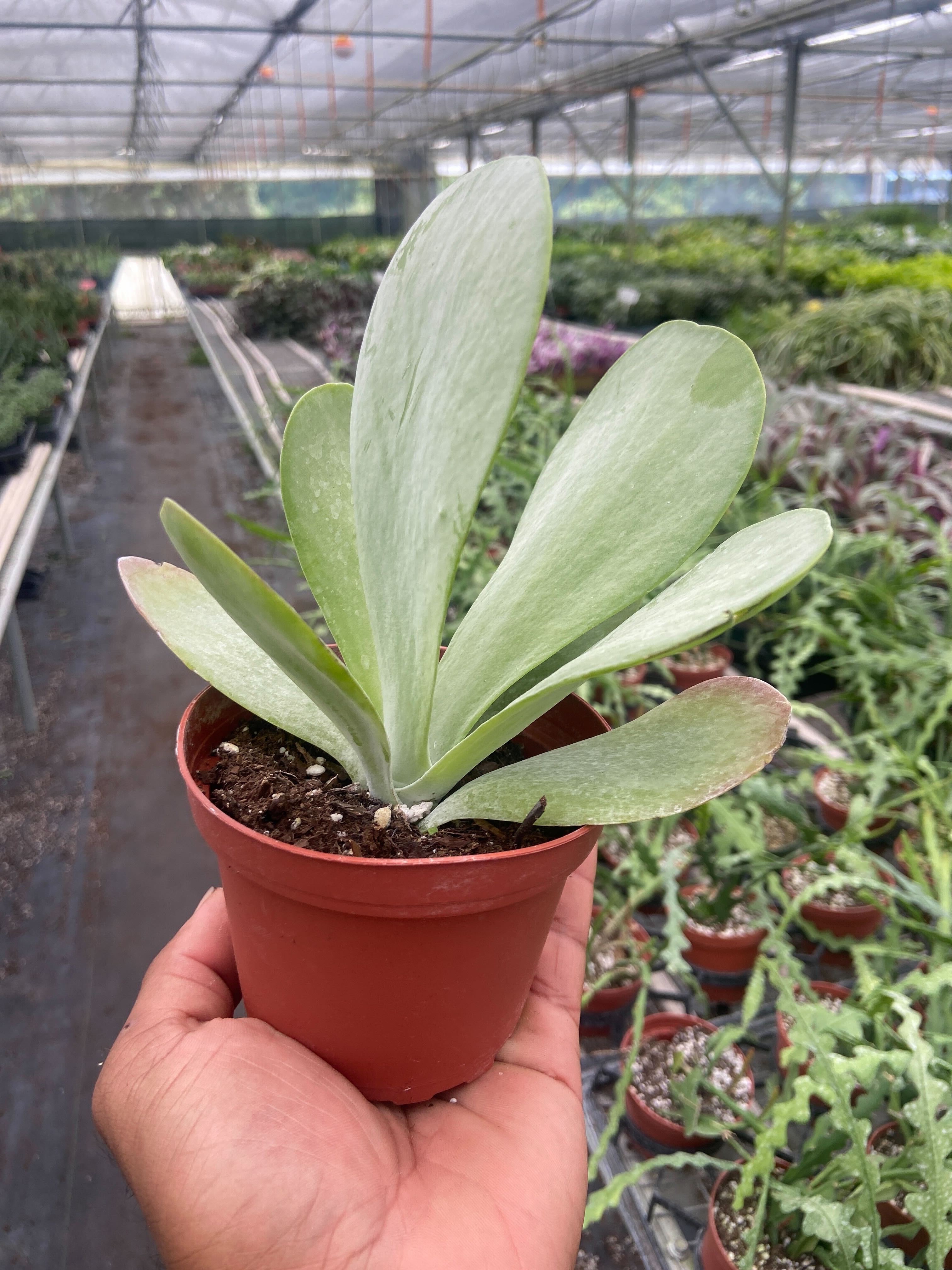 Succulent Kalanchoe 'Flap Jack' - Holiday Corner